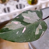 フィロデンドロン・ピンクプリンセス マーブルギャラクシー