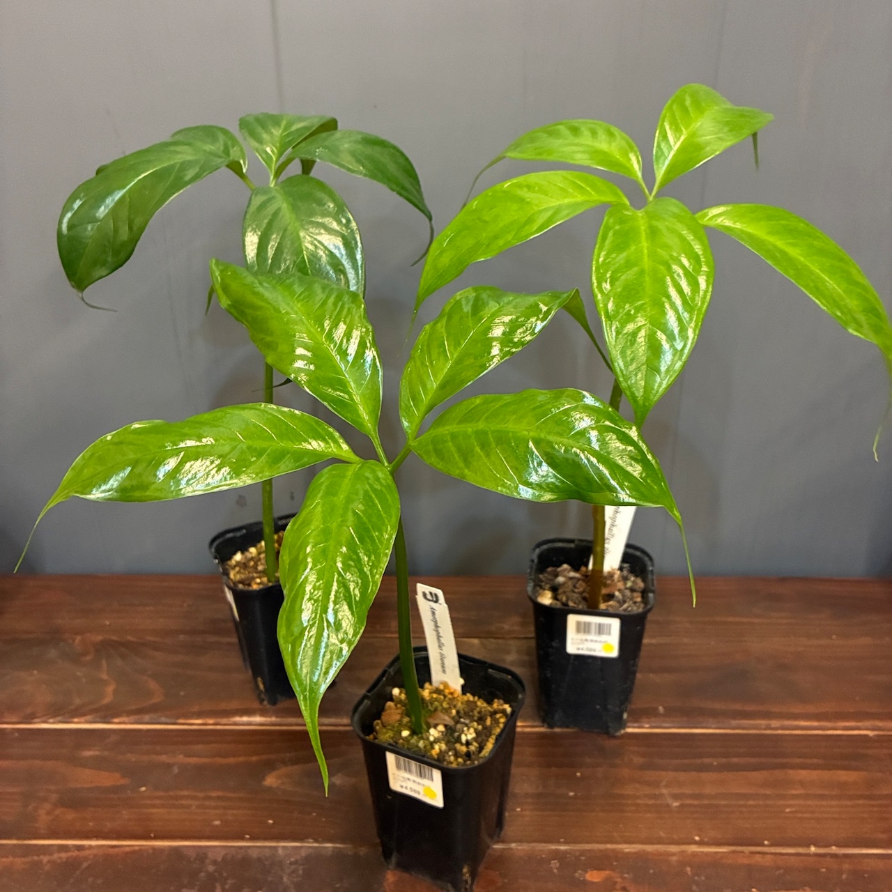 【秋の植え替えフェア対象】【セット】ショクダイオウコンニャク