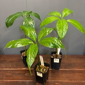 【秋の植え替えフェア対象】【セット】ショクダイオウコンニャク