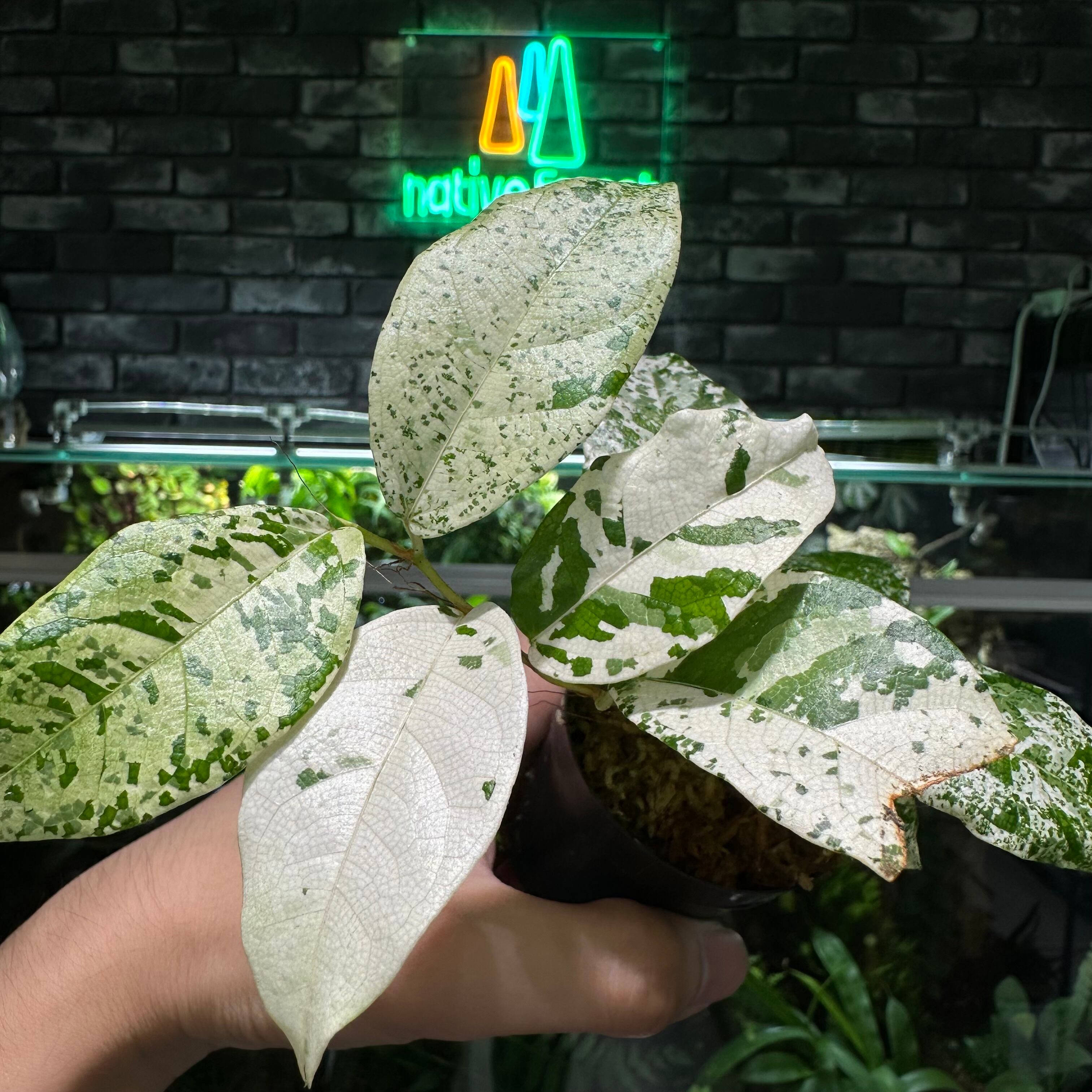 大株】Aglaonema pictum 