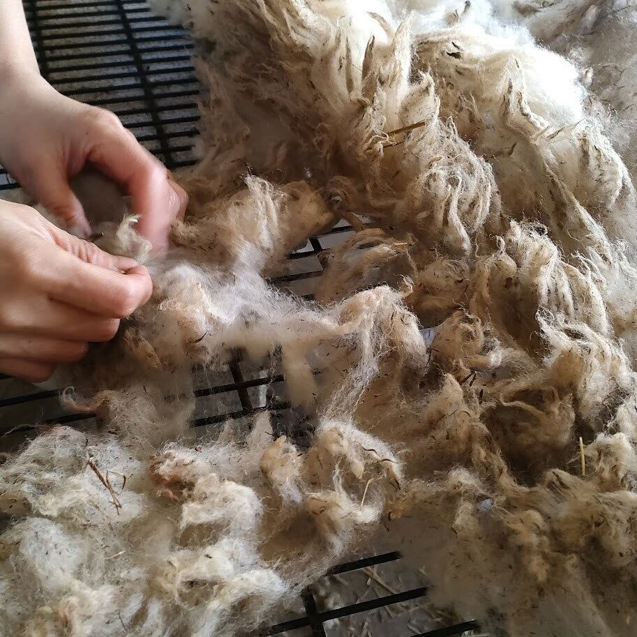 5月下旬発送】RUSUTSU WOOL - 2025年ひつじの原毛(1頭分 5月下旬発送】RUSUTSU WOOL - 2025年ひつじの原毛(1頭分