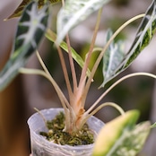 アロカシア バンビーノ イエロー / Alocasia bambino variegated 'Yellow'⑯ / 観葉植物