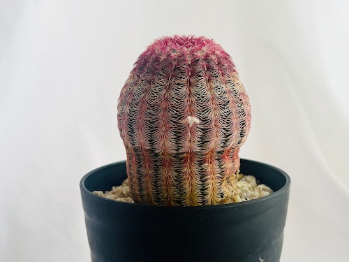 Echinocereus rigidissimus var. rubrispinus　紫太陽　サボテン