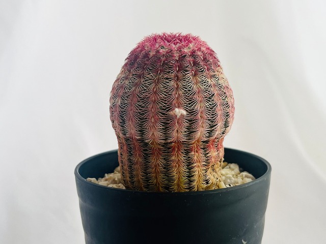 Echinocereus rigidissimus var. rubrispinus　紫太陽　サボテン