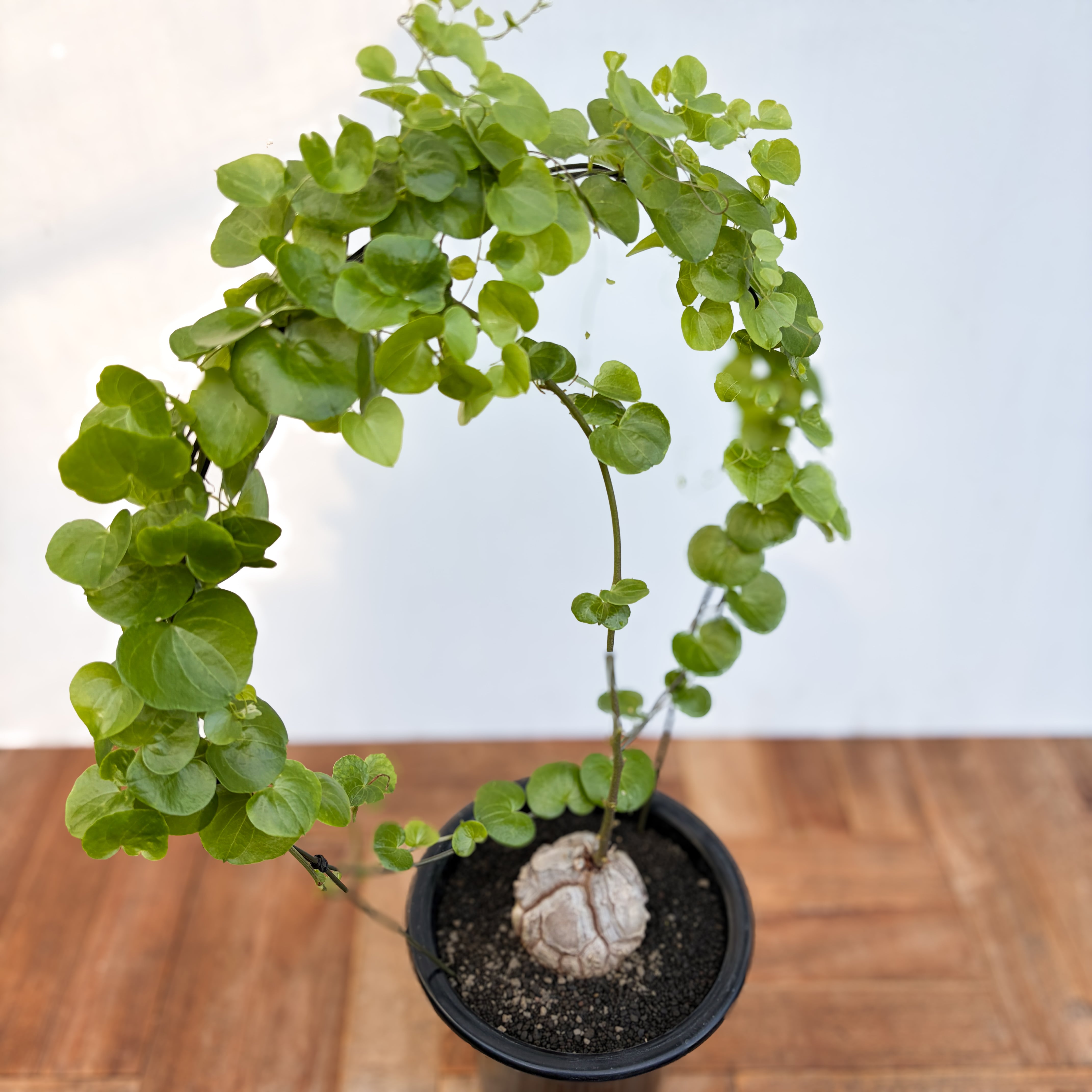 Dioscorea elephantipes【ディオスコレア・亀甲竜・実生】 | RIMO'S
