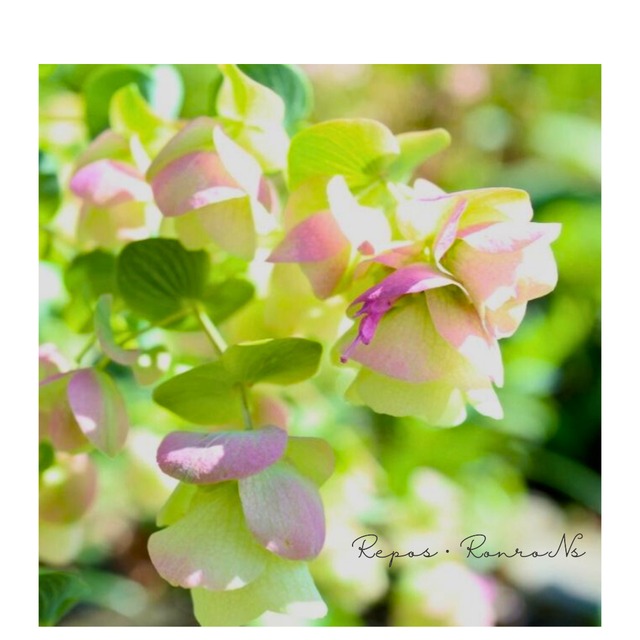 オレガノ： ケントビューティー　〈１苗販売〉 （3号）　オレガノ苗　花オレガノ　ハーブ　寄せ植え　ハンギング　春の花　