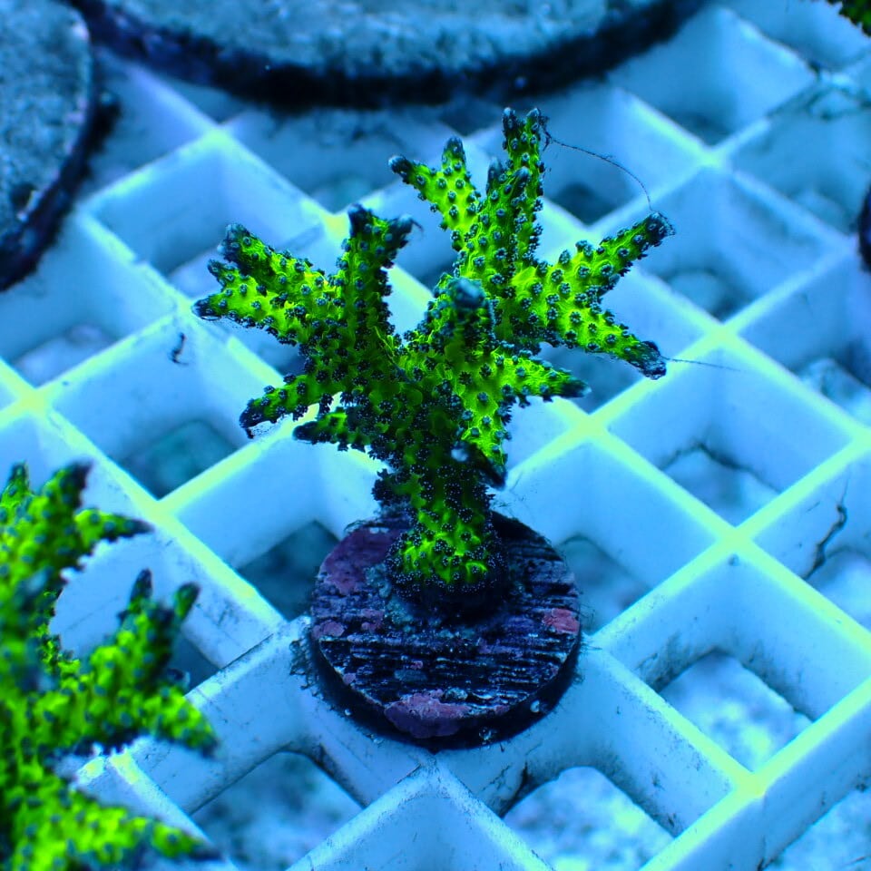 ミドリイシ | HOUSE REEF(ハウスリーフ)サンゴ・海水魚・海藻・通販