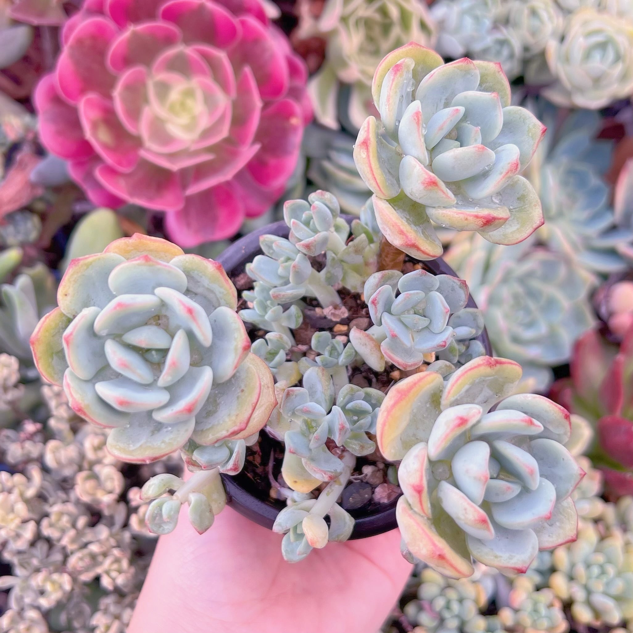 現品　バニラビス#691　るる農園