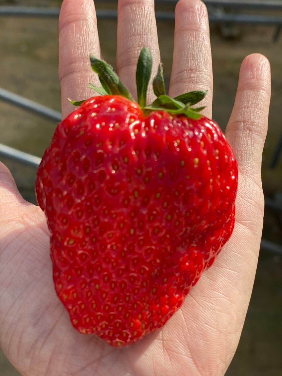 寒蜜いちご 大粒パック ななしょうてん Nanashoten