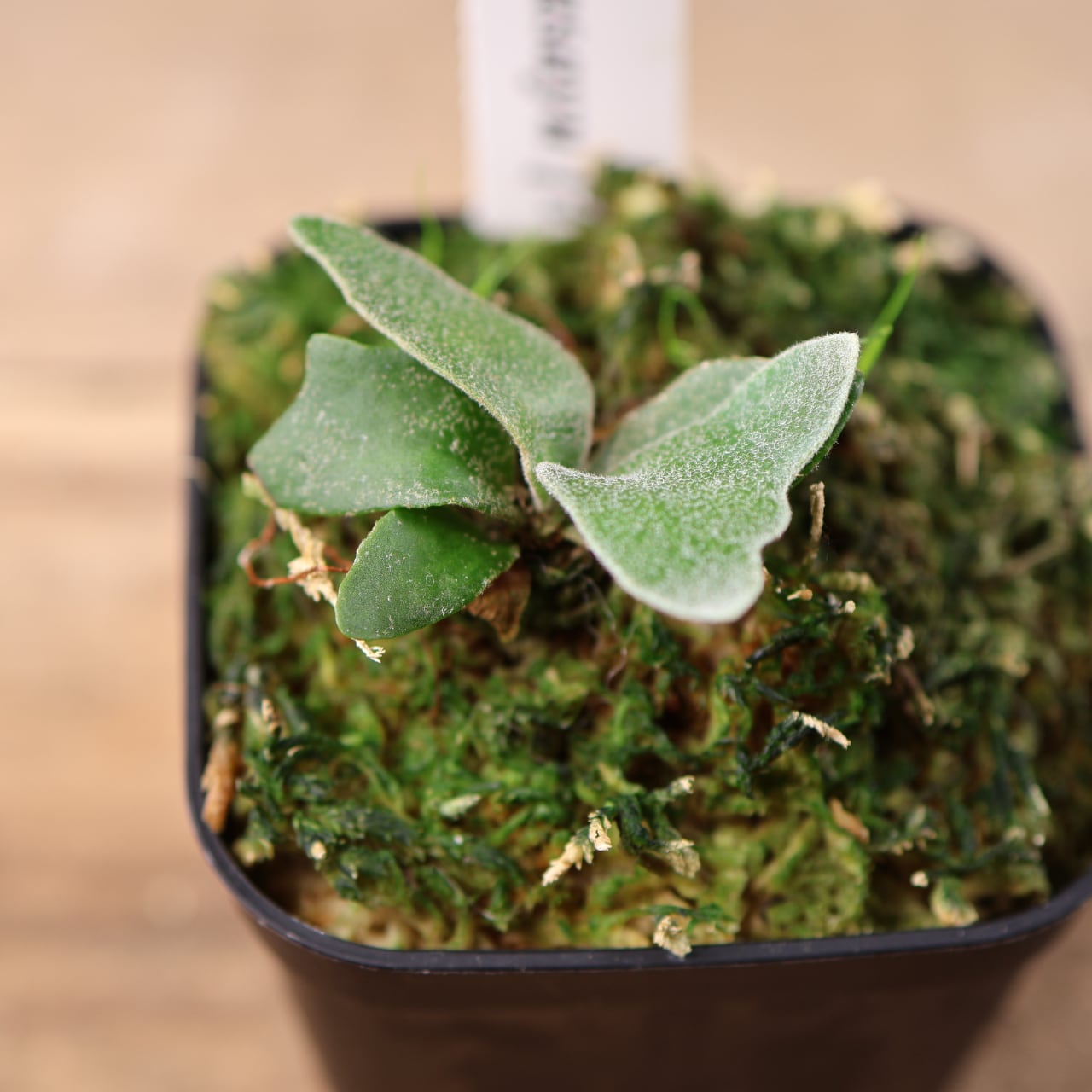 700『ビカクシダ ウィリンキー Masayu TC』 観葉植物【送料無料