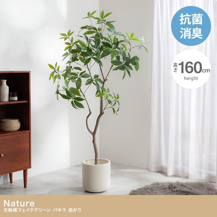 光触媒人工観葉植物 パキラ 曲がり 幅72cm×奥行50cm×高さ160cm