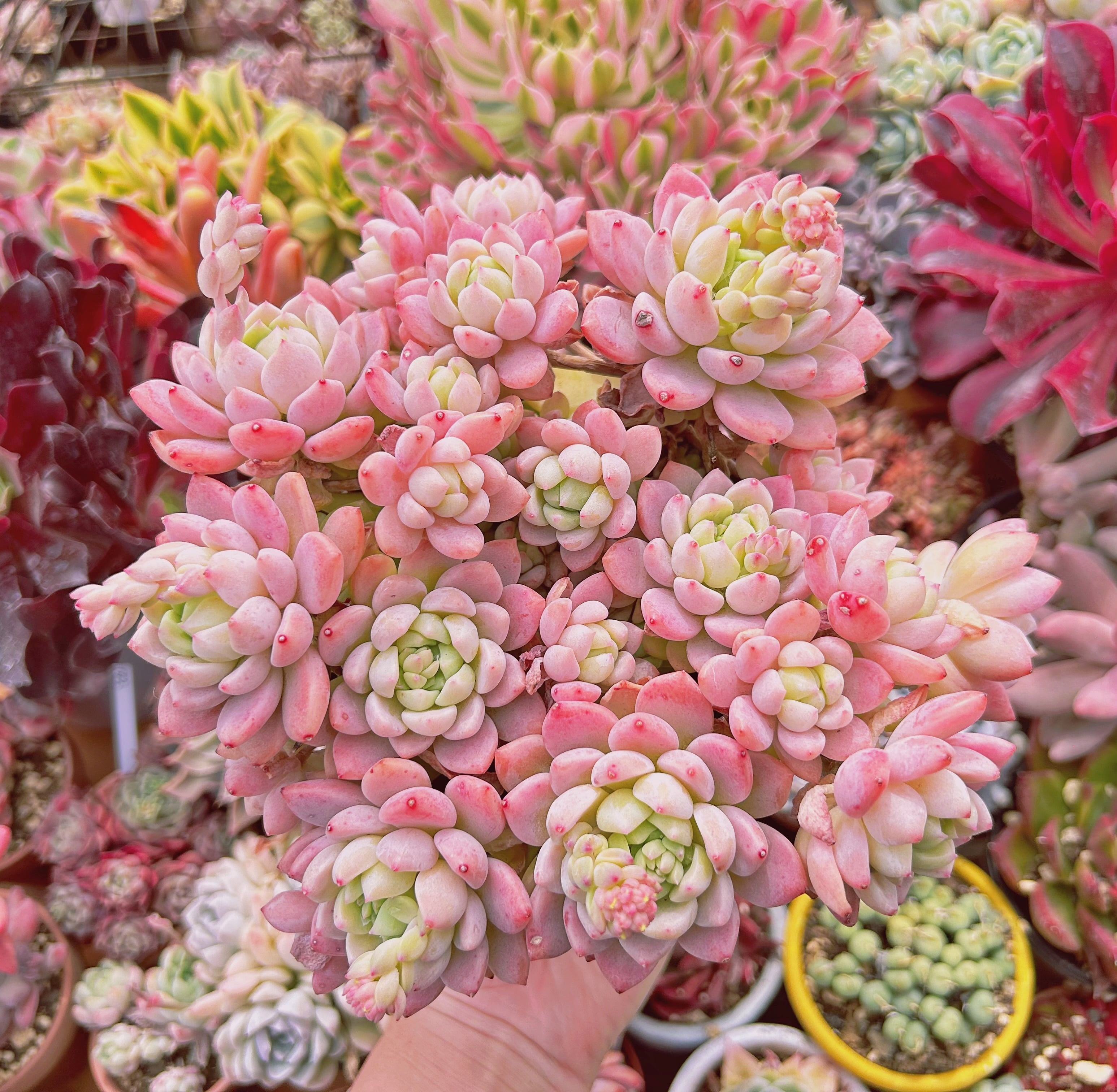 現物　多肉植物　プロリフェラxラウル　特大