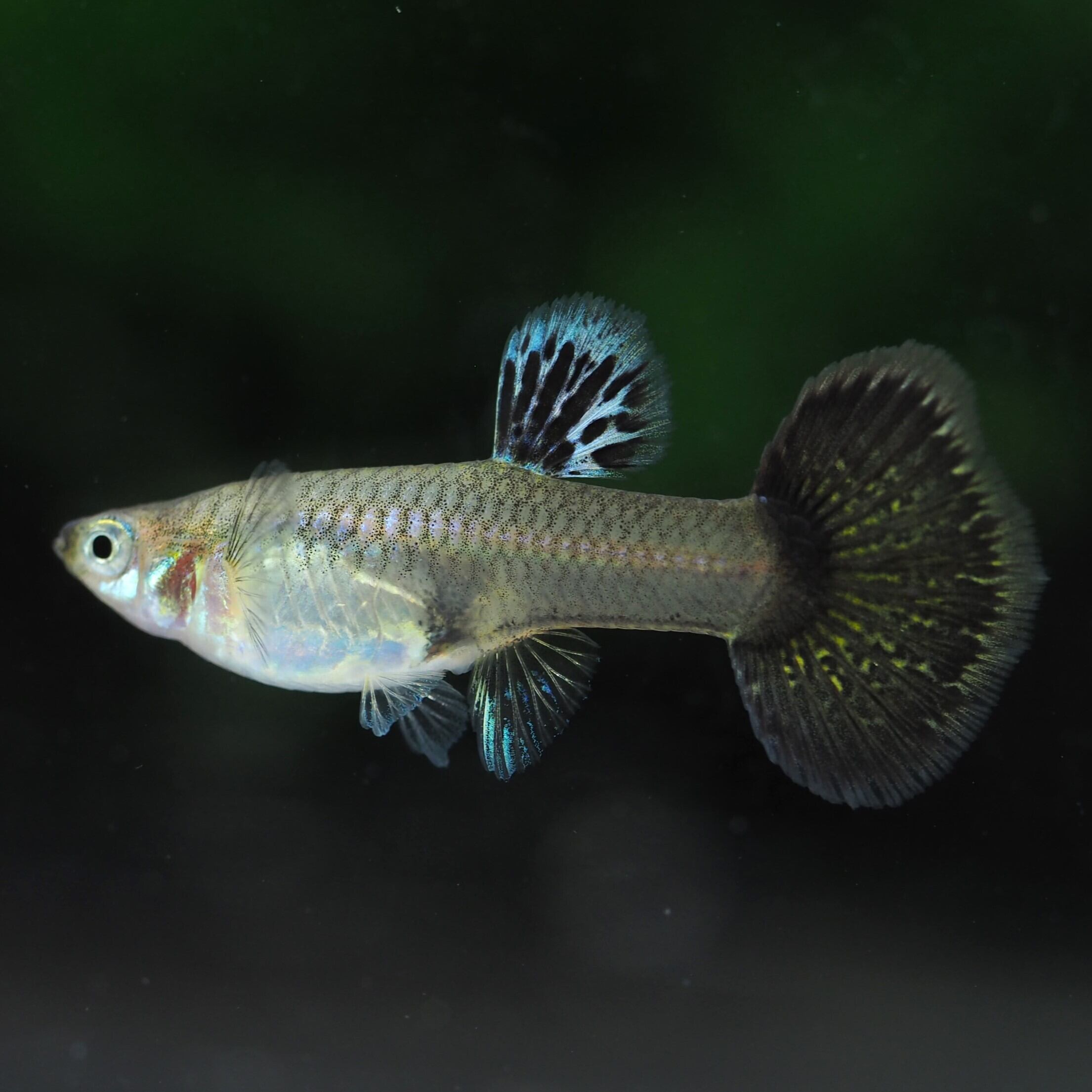 京都 安広 きりばし 瓢箪型 左利き用