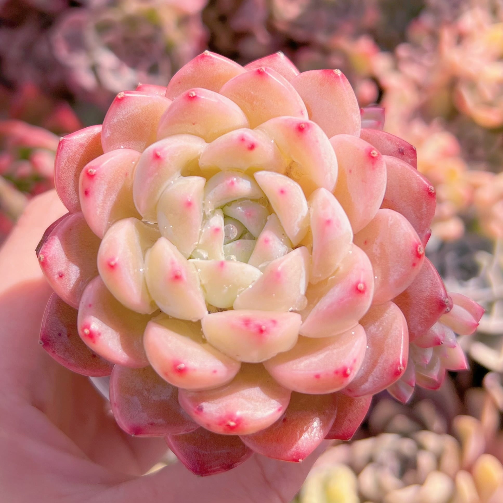 現品　キュッティ#2229　るる農園