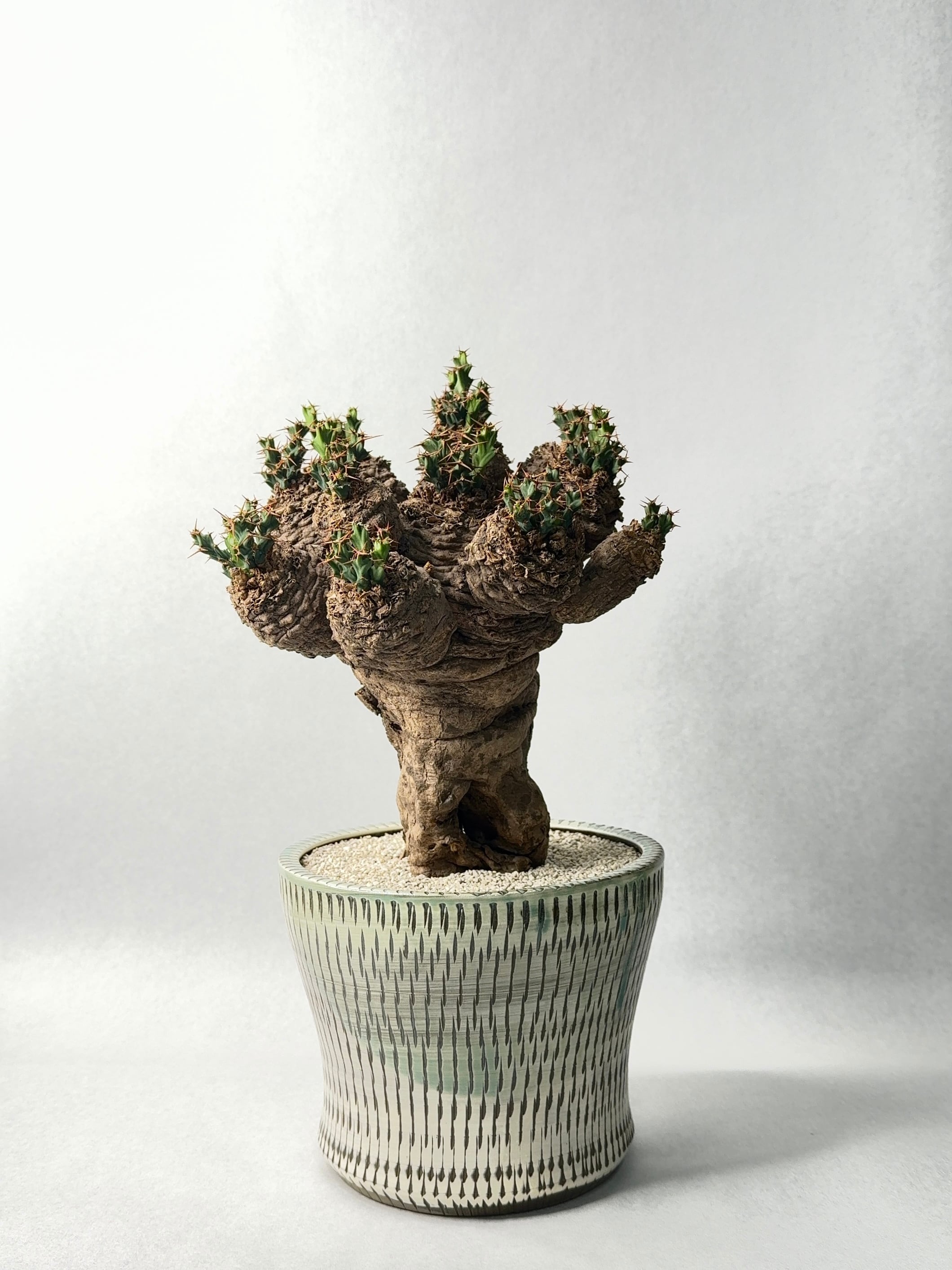 ユーフォルビア・クラビゲラ | trigger