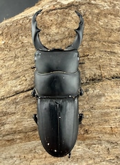 【WD】《ハンステインヒラタ原名亜種 47mm ペア》