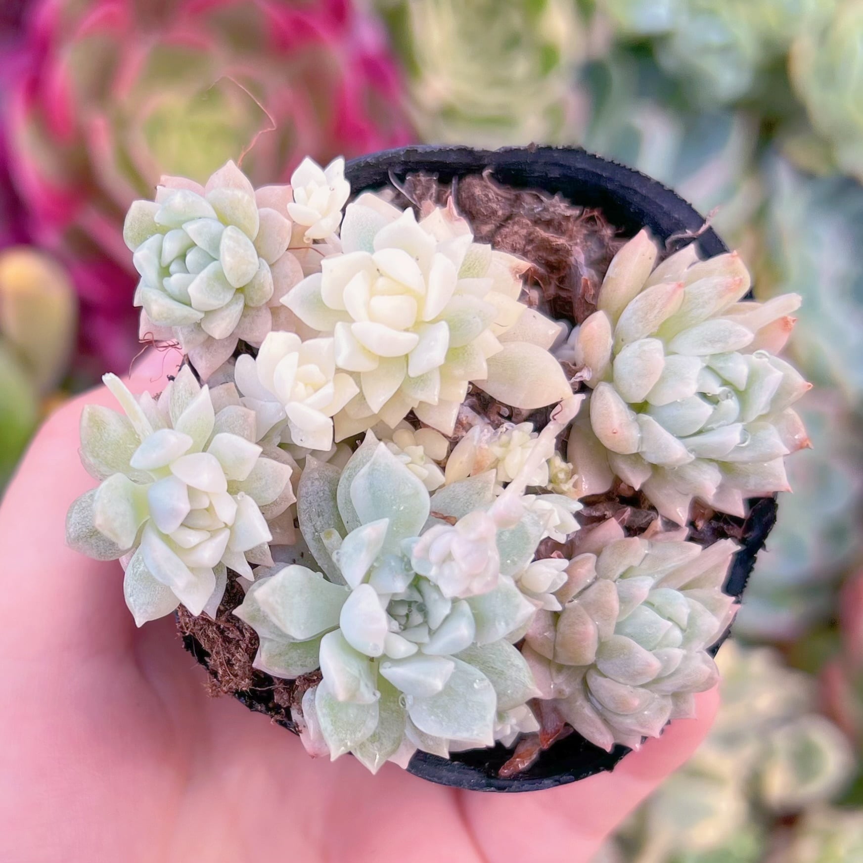 現品　プロリフィカ錦#609　るる農園