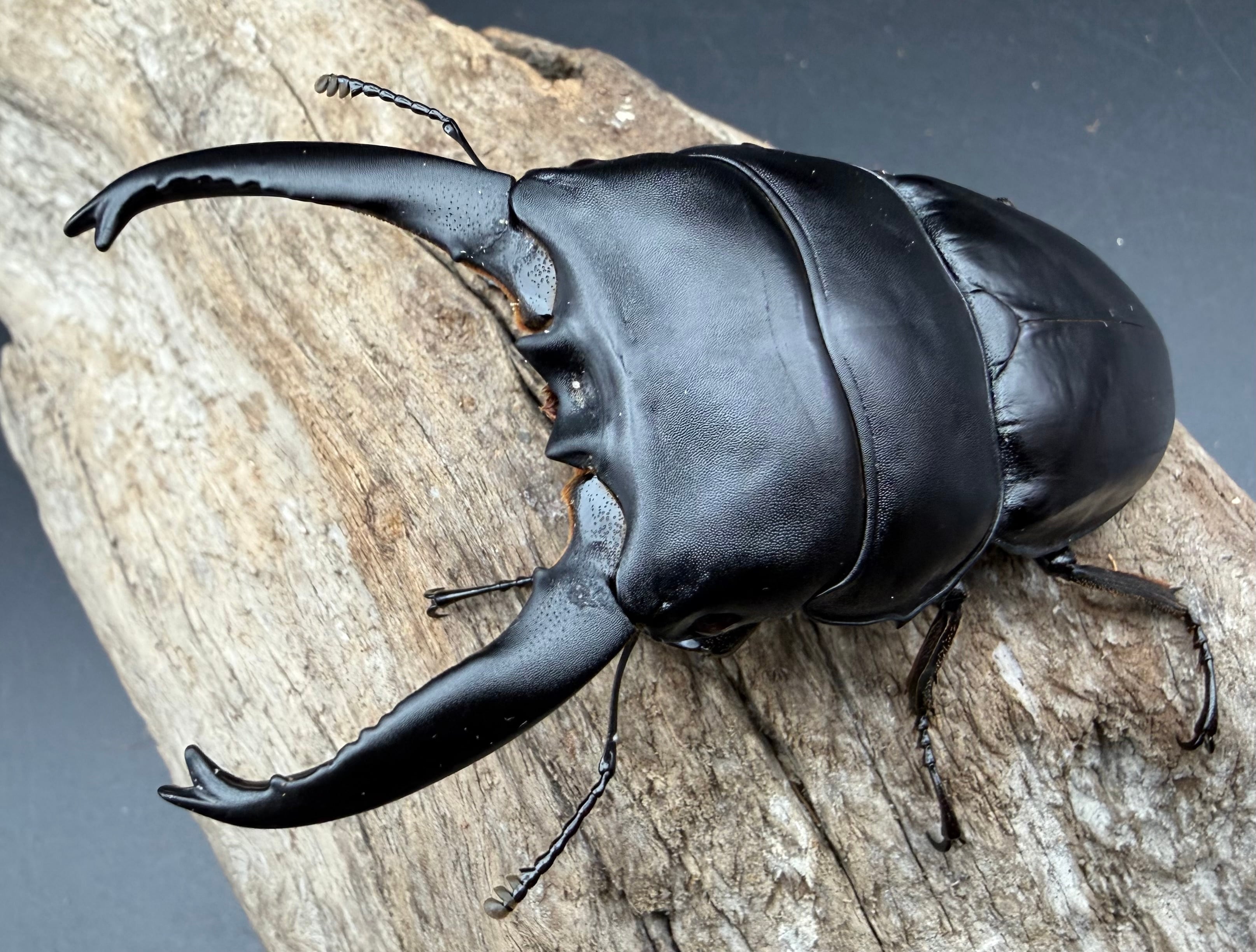 ヒラタクワガタの仲間 | KPW公式オンラインショップ