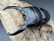 【WD】長歯《アルキデスヒラタ ベンクール産 92mm ペア》