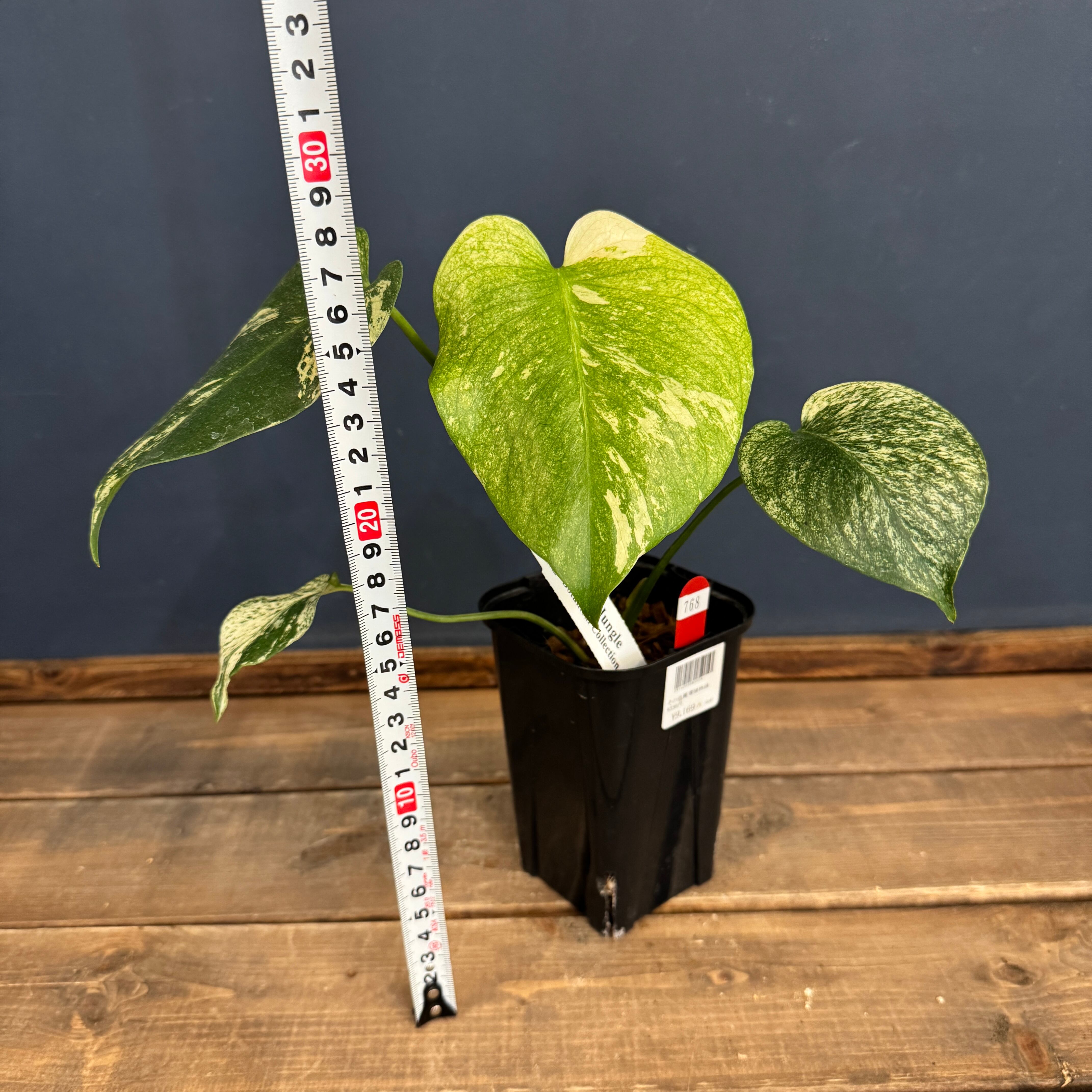 モンステラ ホワイトモンスター【768】 | PROTOLEAF プロトリーフ