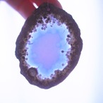 Oasis - アゲートヒーリングチャイム / Agate Sun Catcher Wind Chime 262