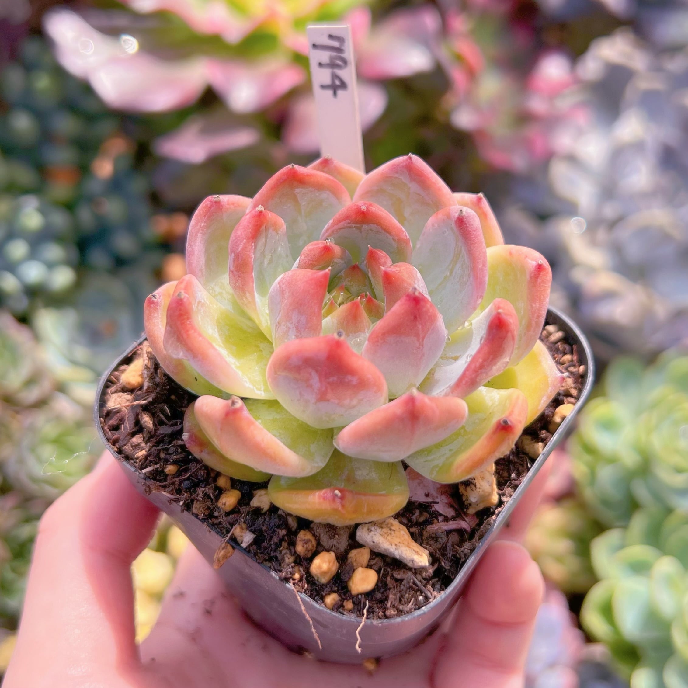 現品 ダイヤモンドコロラータ#794 るる農園 | るる農園~多肉植物専門