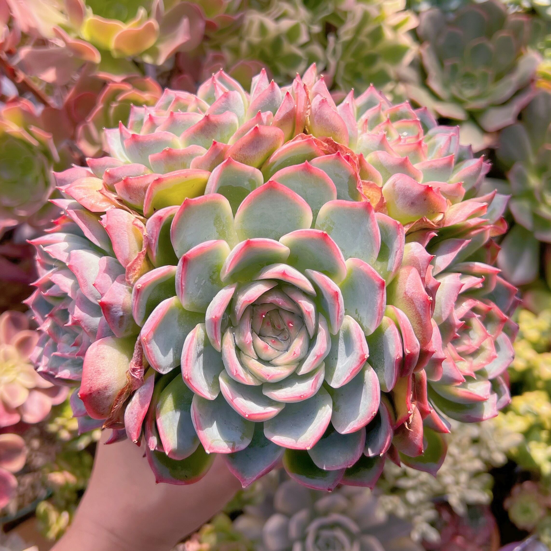 多肉植物 シルエット特大群生 新入荷 るる農園 | るる農園~多肉植物専門