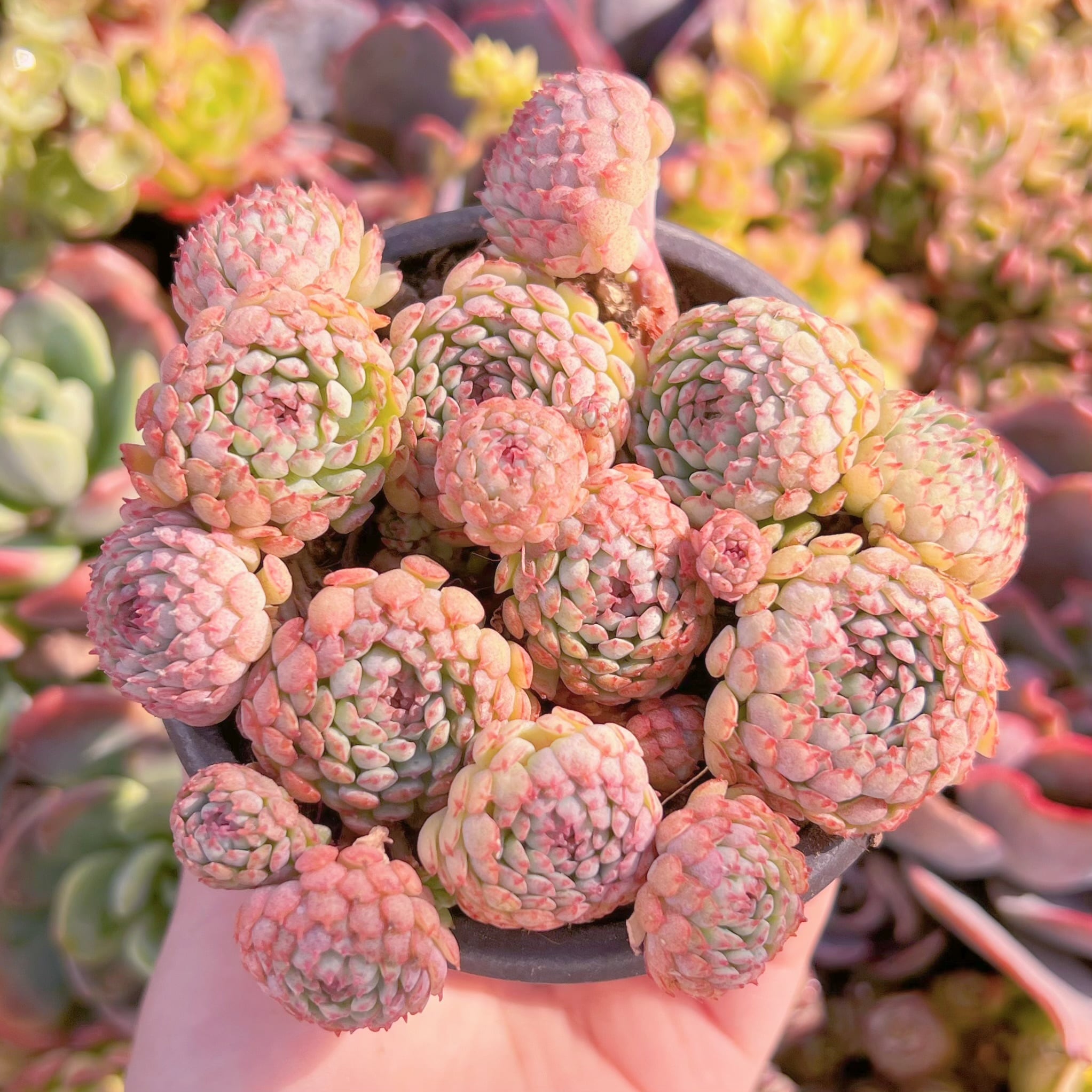 現品　グロブローサ#K131　るる農園