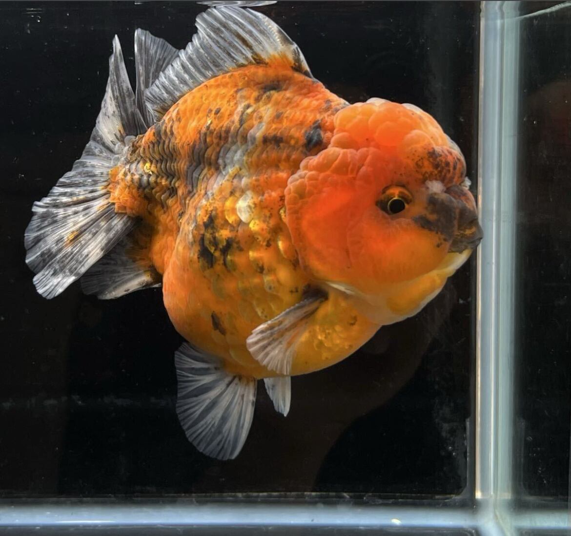 中国便 ブラック 五色 オランダ 銀鱗 二歳 No3