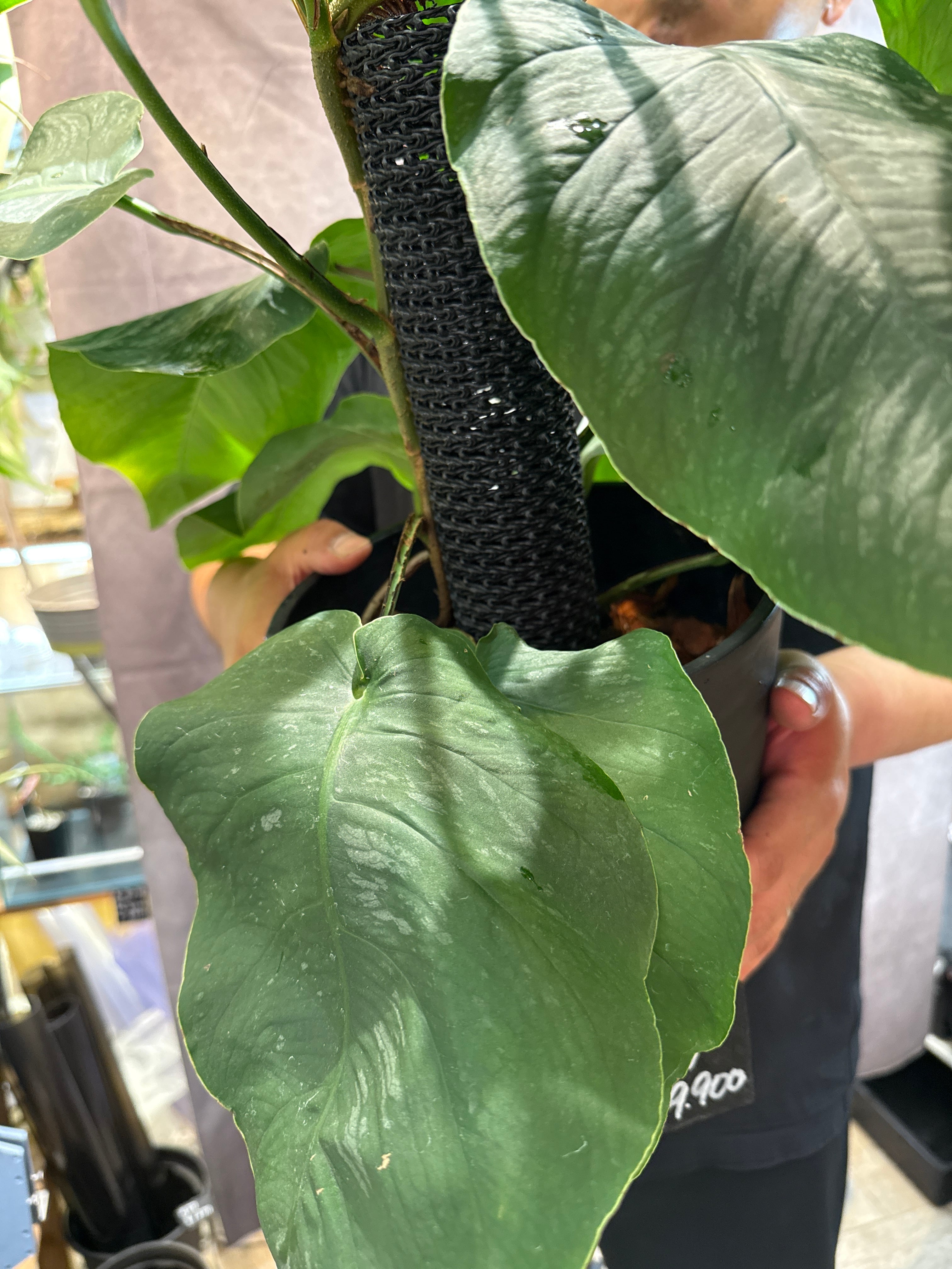 モンステラ デュビア 7号 | Gardenえん 【観葉熱帯植物】