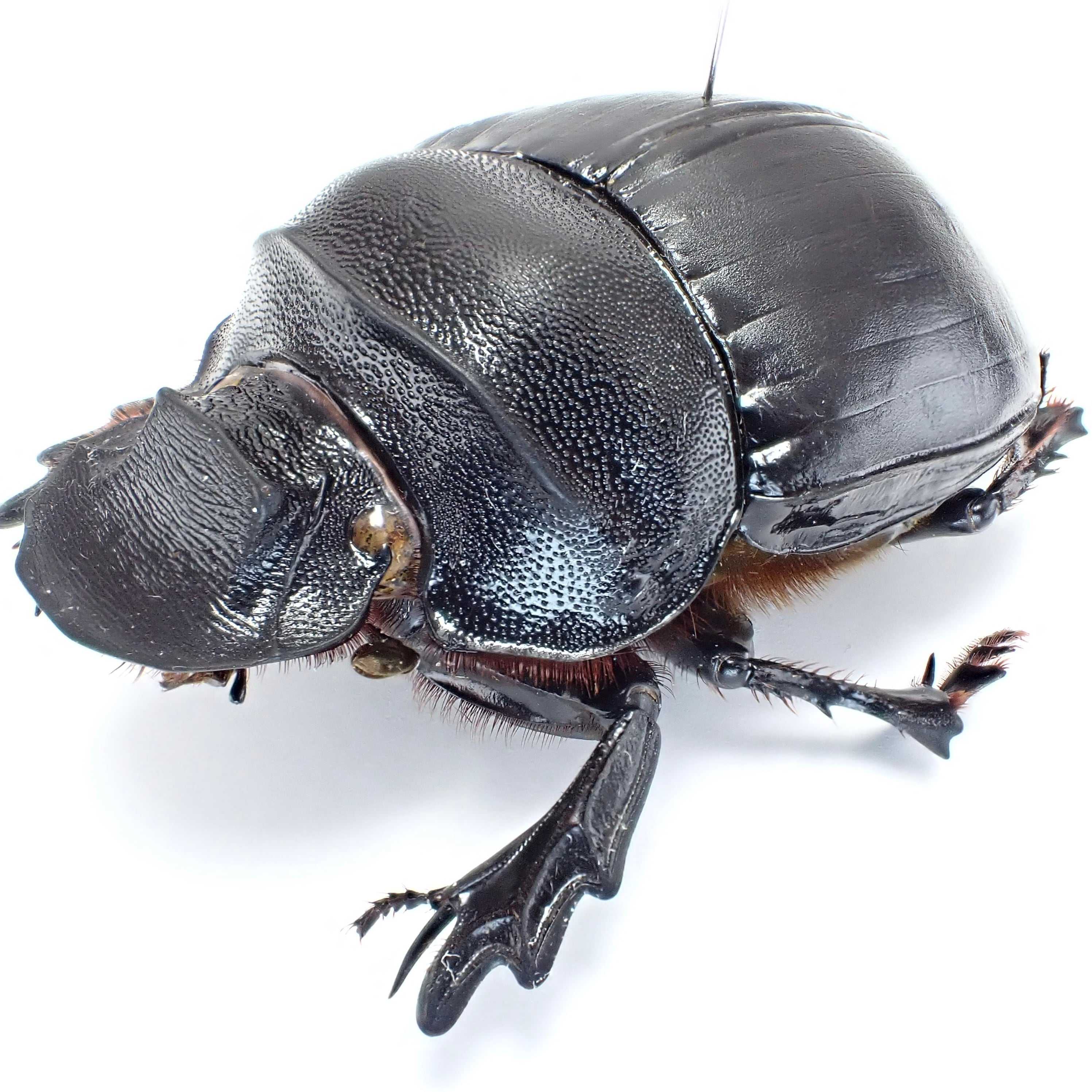 マレーシア産 Heliocopris tyrannus ♂♀ 58mm/61mm | 昆虫標本