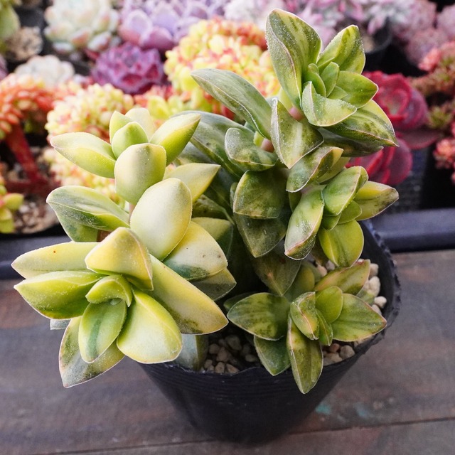 【スプリングタイム錦群生】斑入り　クラッスラ　群生　韓国多肉　