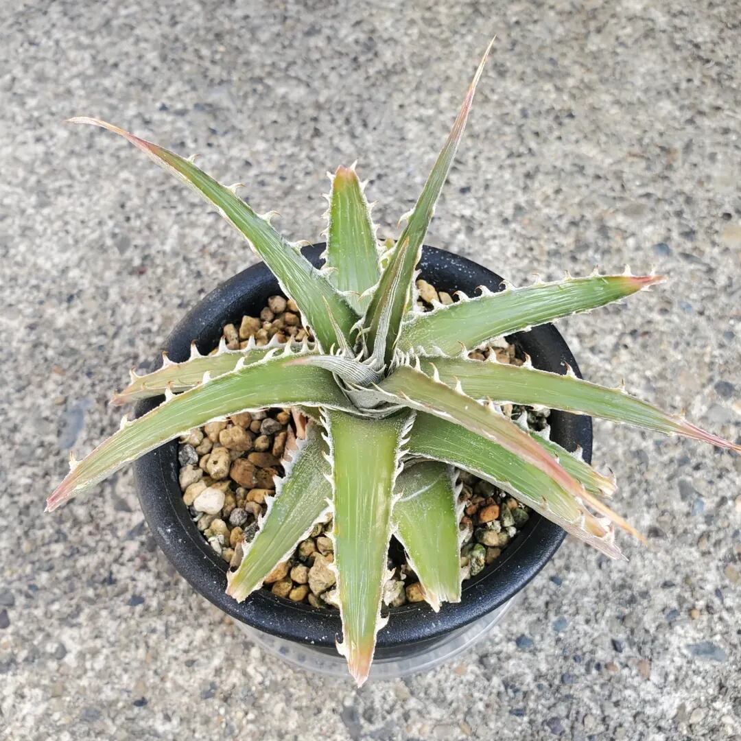 その他ハイブリッド | レアプランツ通販サイトPlants Maniax（プランツ