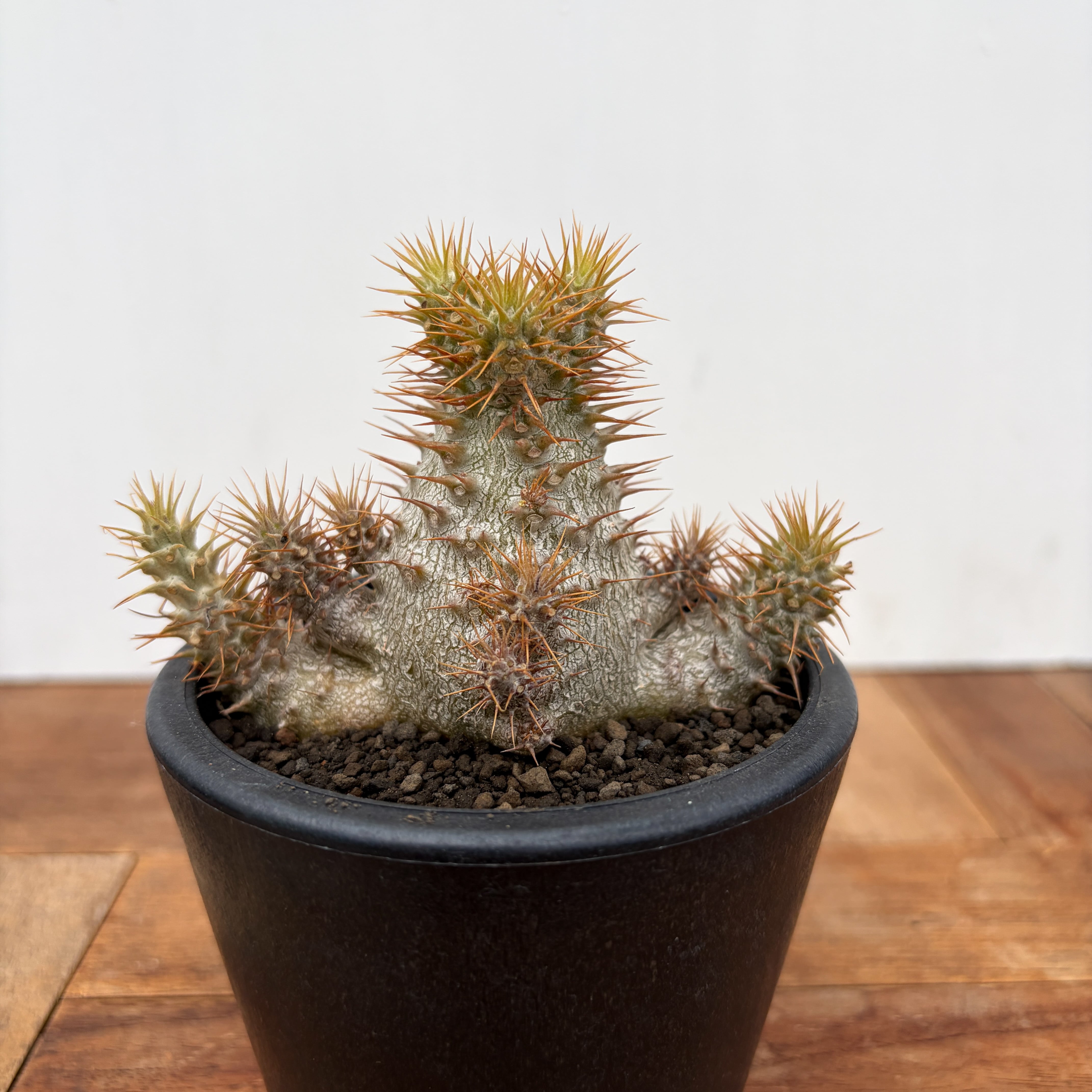 Pachypodium enigmaticum【パキポディウム・エニグマティクム・実生