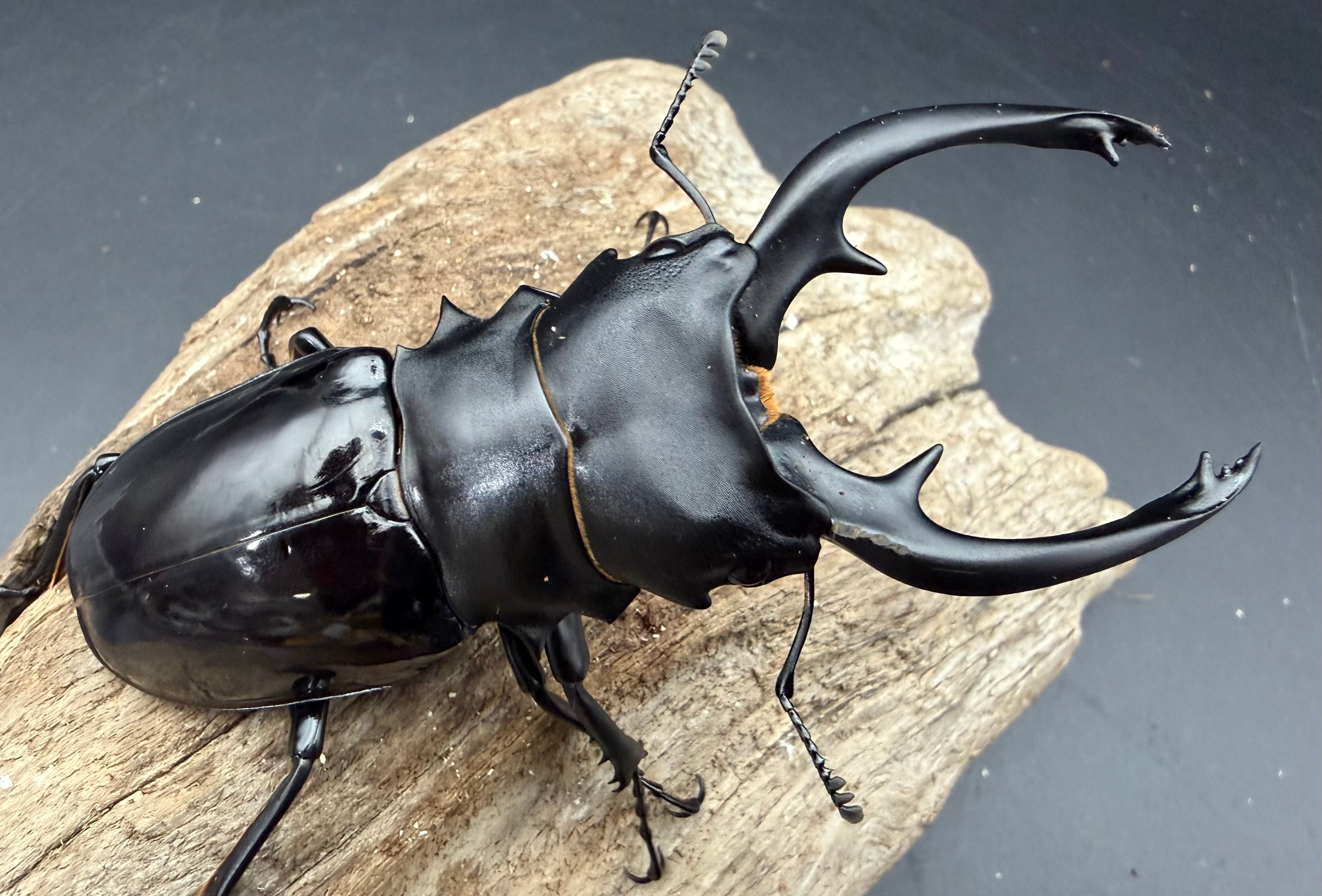 121mm】タイタンオオウスバカミキリ カブトムシクワガタハナムグリ
