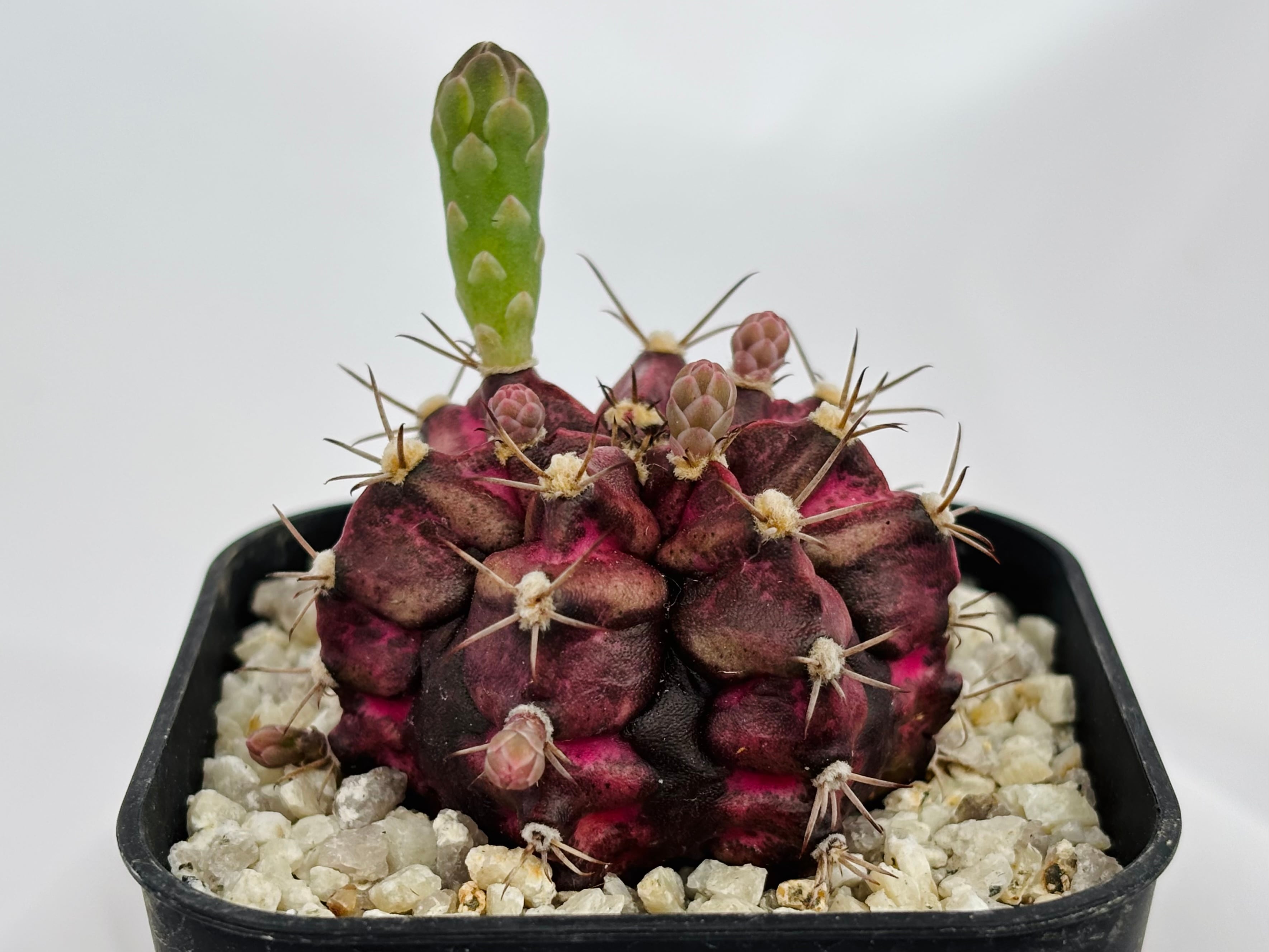 サボテン　世界の図　緋牡丹錦　銀冠玉　3株セット❗　① Gymnocalycium mihanovichii 緋牡丹錦 デイドリーム×LB サボテン