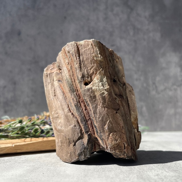 ジンバブエ・ゴクウェ産【ペトリファイドウッド（珪化木）】⑥（樹木の化石）鉱物 天然石 パワーストーン