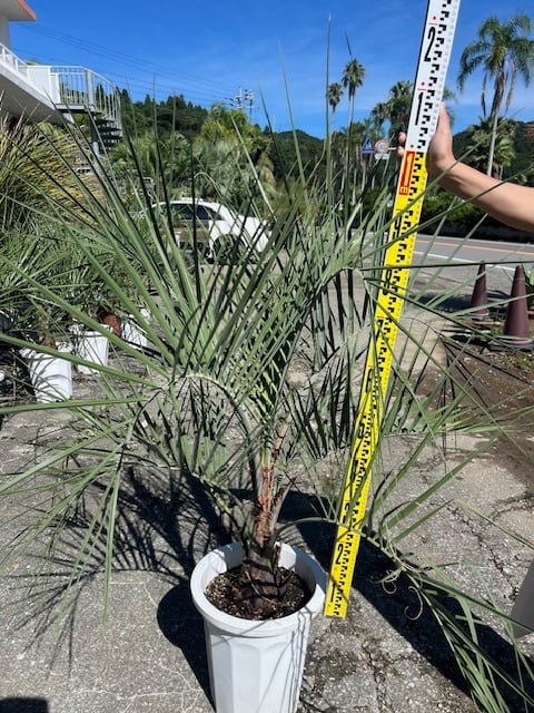 ココスヤシ鉢上から160cm