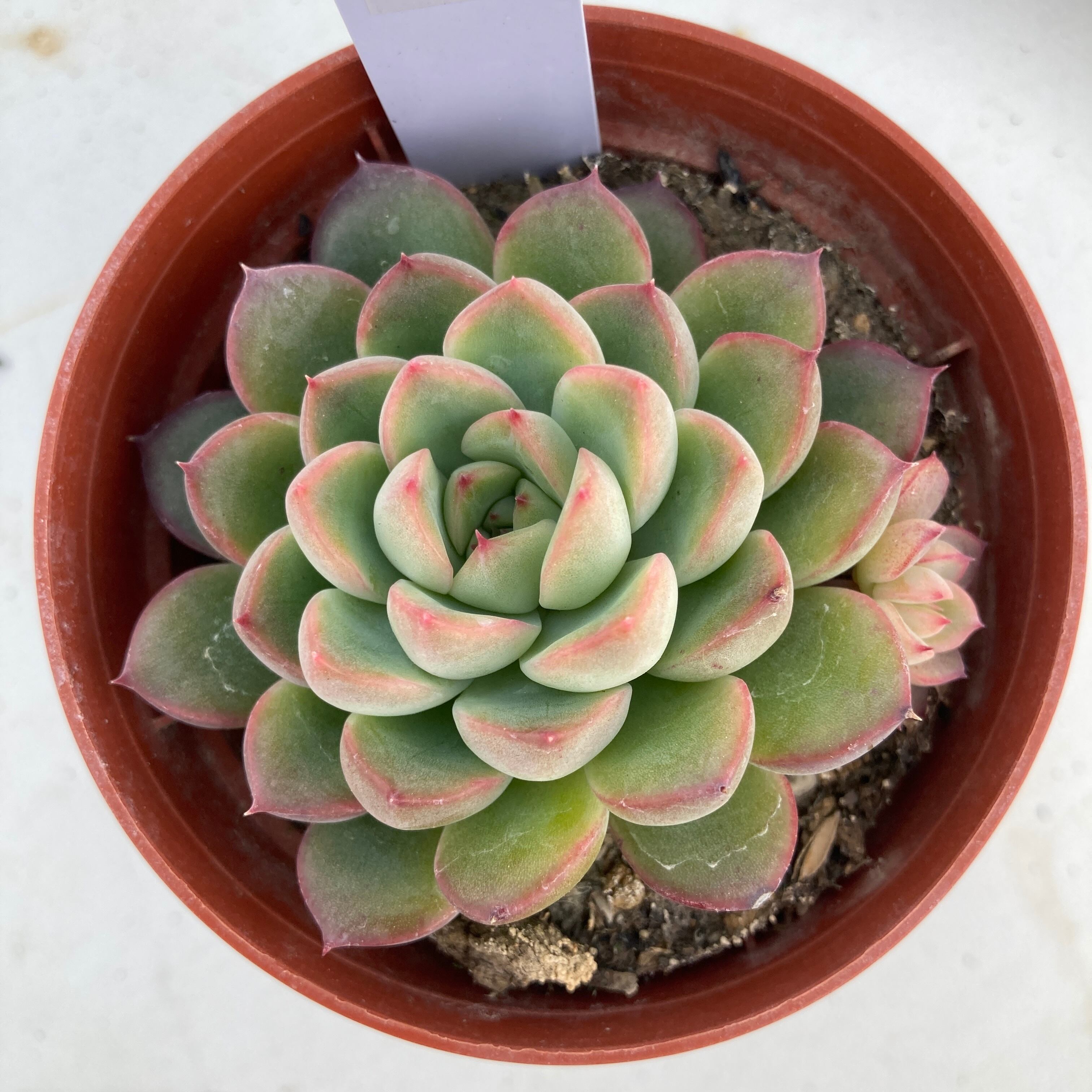 現物商品】マヤ | 多肉植物研究所