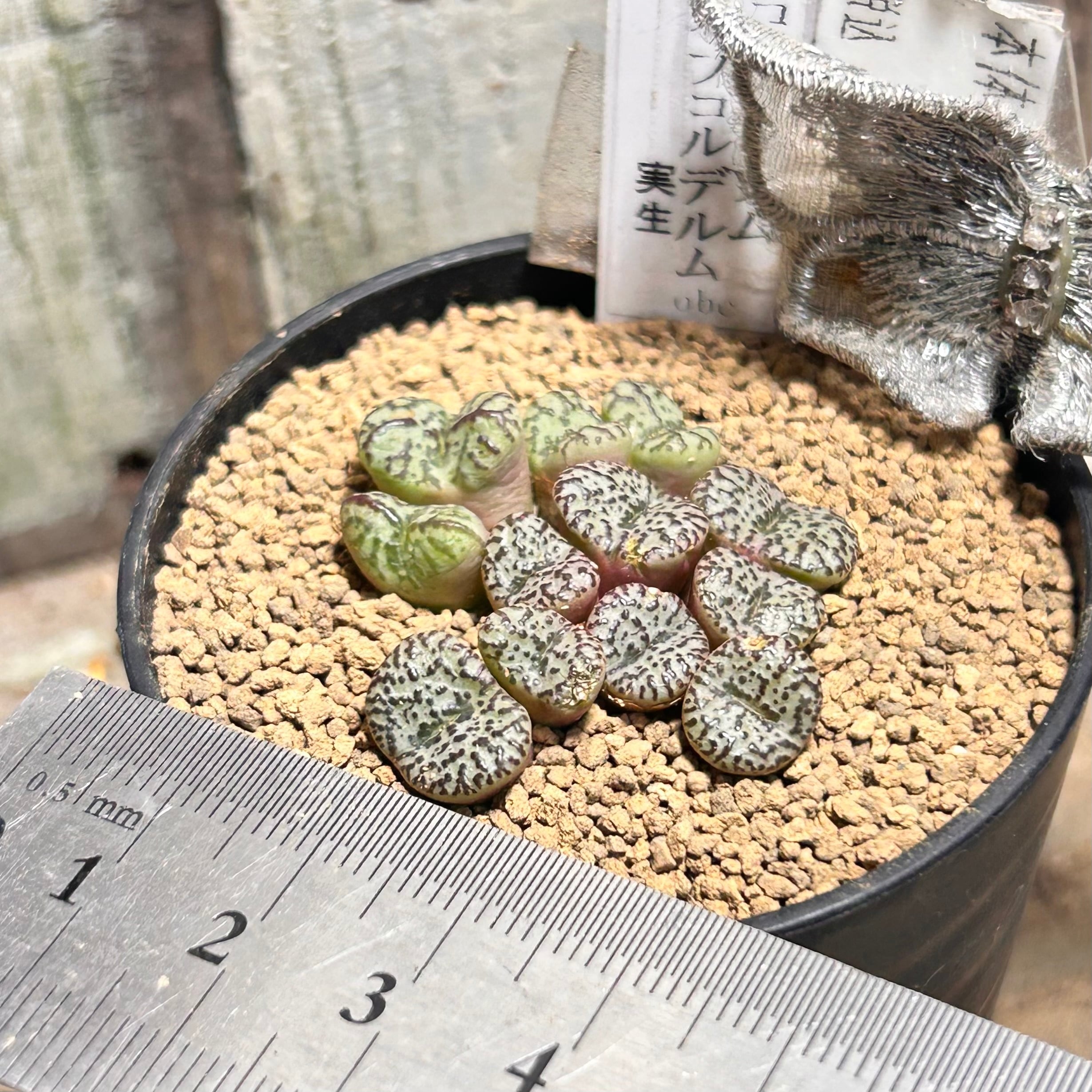 赤ダレ obcrdellum mundum　コノフィツム コノフィツム オブコルデルム(冬型) | RuPo 多肉植物専門店