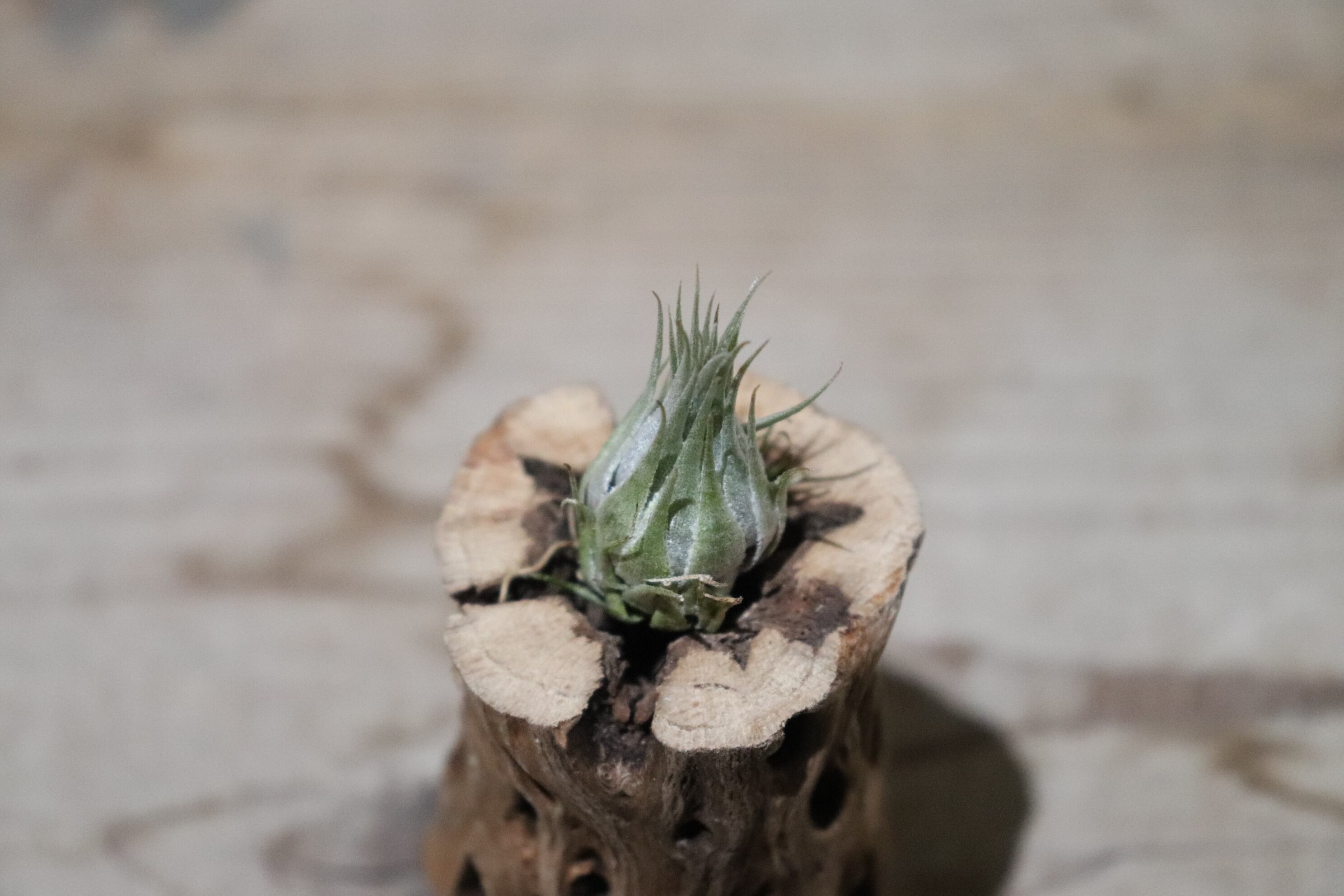 送料無料】kautskyi〔エアプランツ〕現品発送T1666 | plane plants