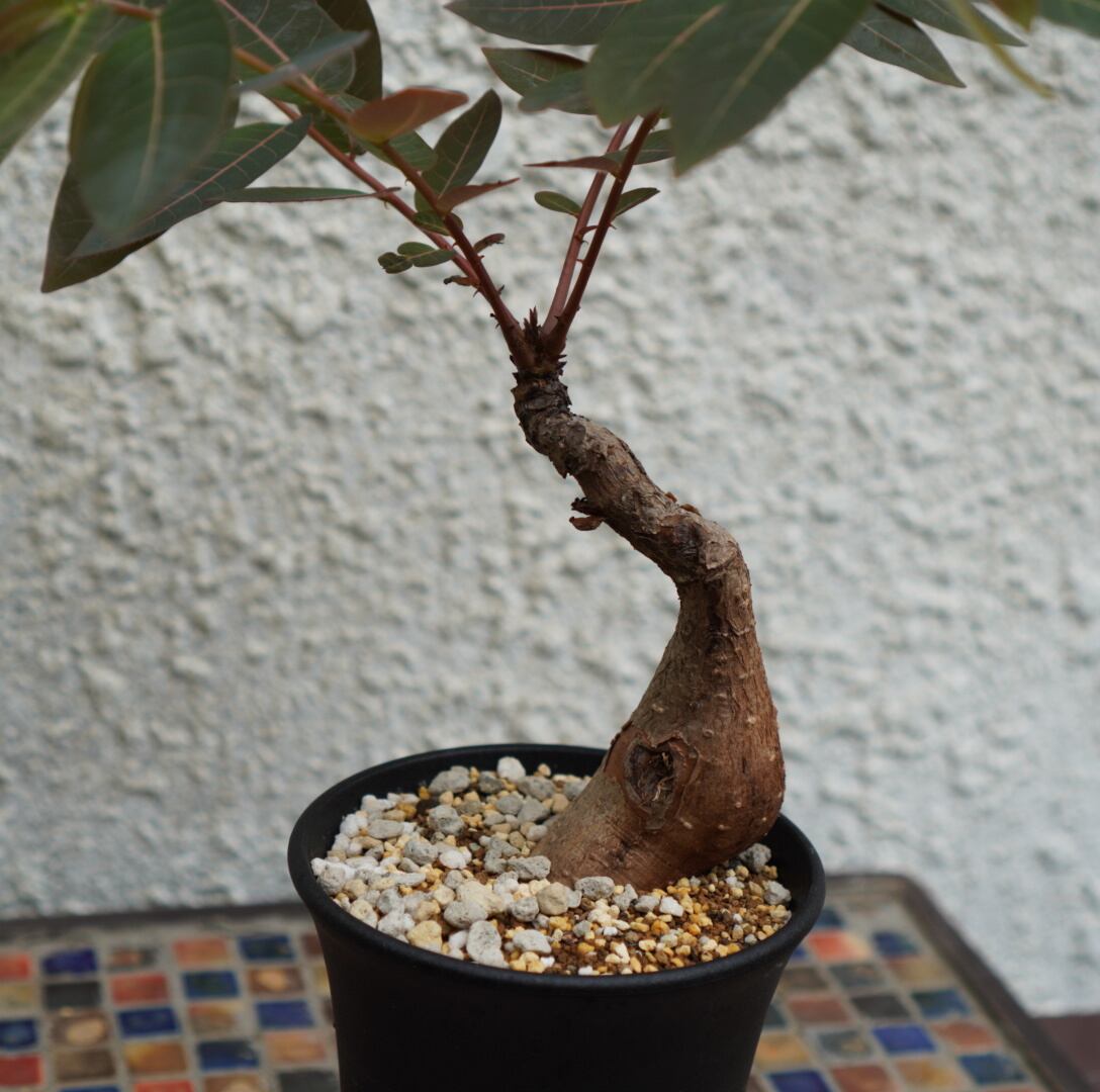 Caudex-Heaven様専用ページ SALE | GREEN LUCK Caudex-Heaven様専用ページ SALE | GREEN LUCK
