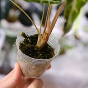 アロカシア バンビーノ イエロー / Alocasia bambino variegated 'Yellow'⑭ / 観葉植物