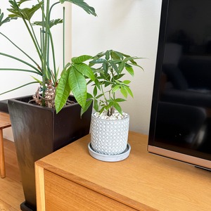 パキラ（実生）