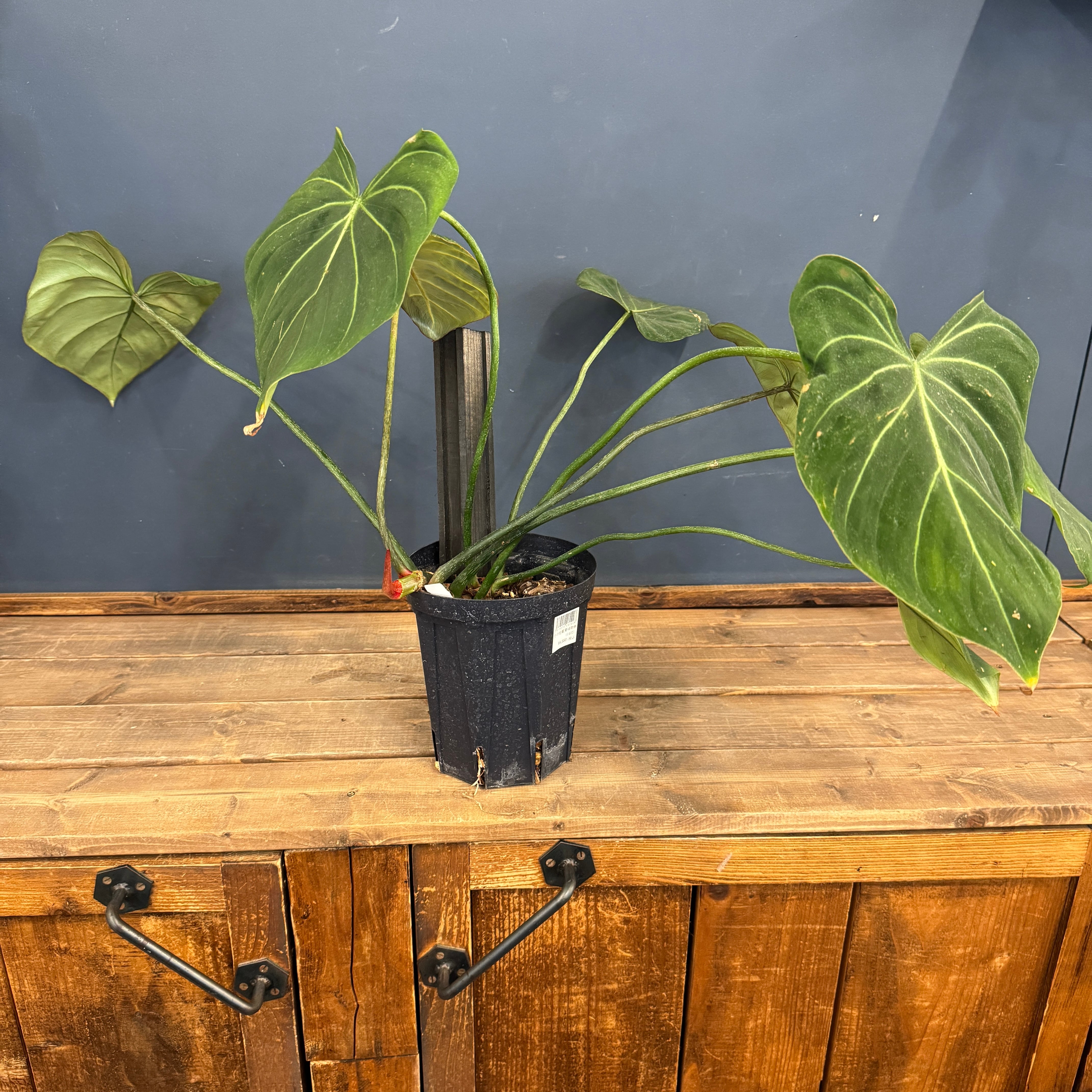 クリアランス】フィロデンドロン グロリオーサム【776】 | PROTOLEAF