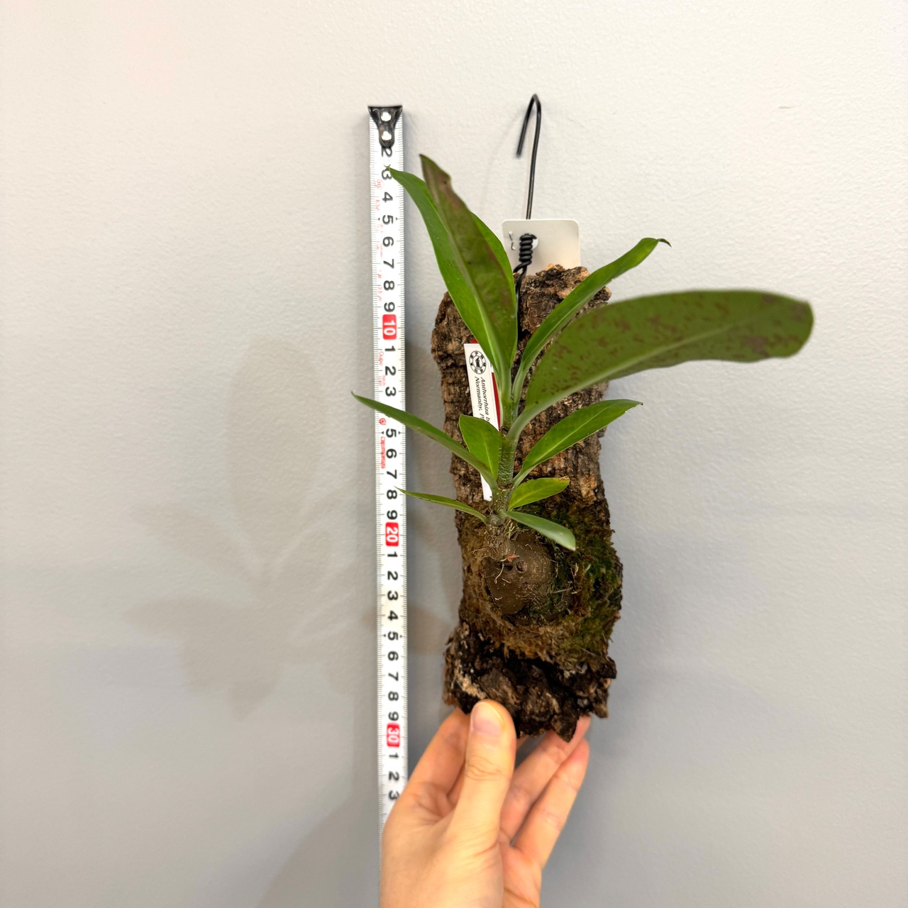 アントルリザ bracteosa【828】