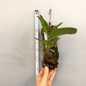 アントルリザ bracteosa【828】