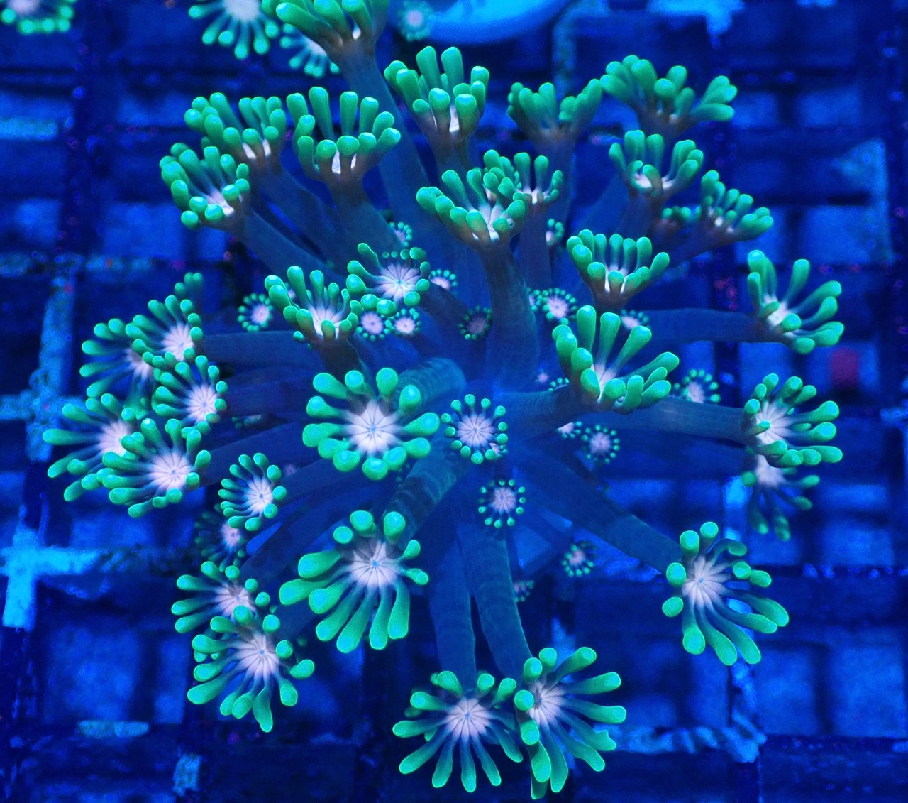 Alveopora 1