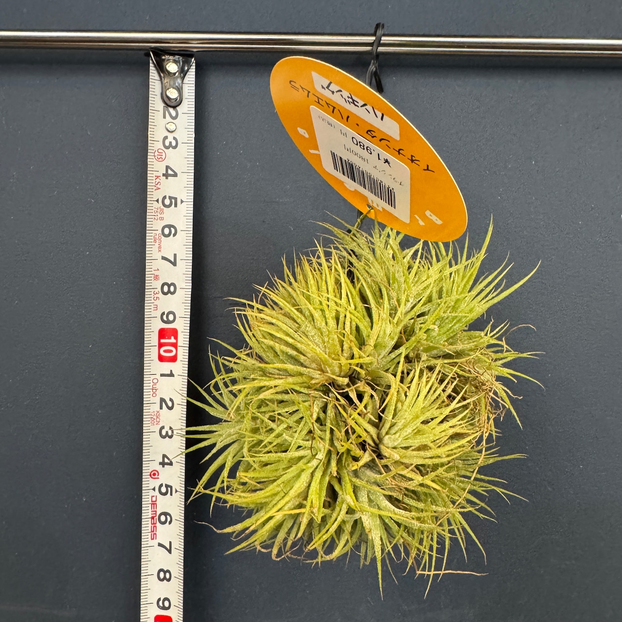 チランジア ハムエムラ ハンギング【035】