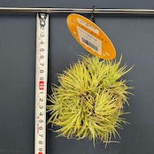 チランジア ハムエムラ ハンギング【035】